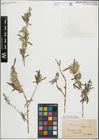 Foto von Salix purpurea L.